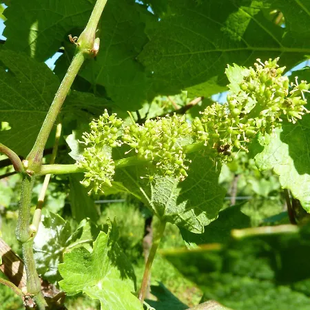 A Avec Vue Sur Jardin Διαμέρισμα *
