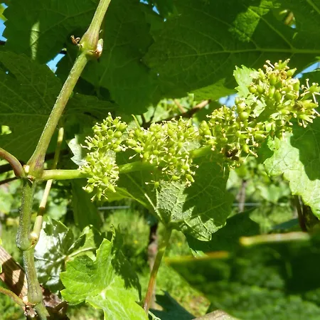 A Avec Vue Sur Jardin